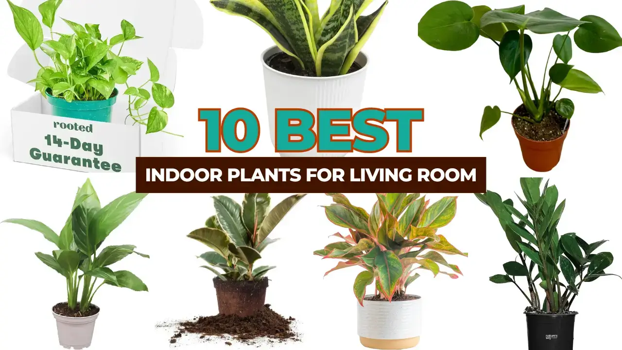 10 Best Indoor Plants for Living Room