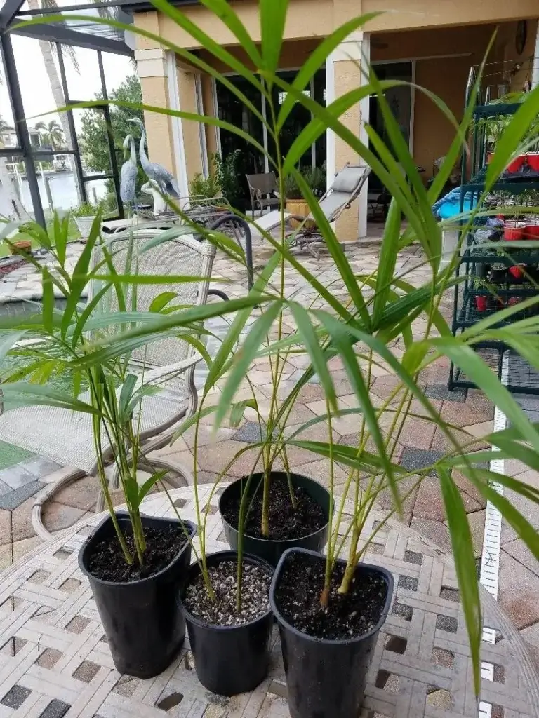Areca Palm (Dypsis lutescens)