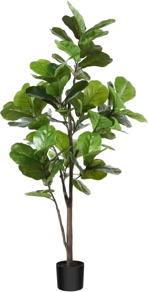 Fiddle Leaf Fig (Ficus lyrata)