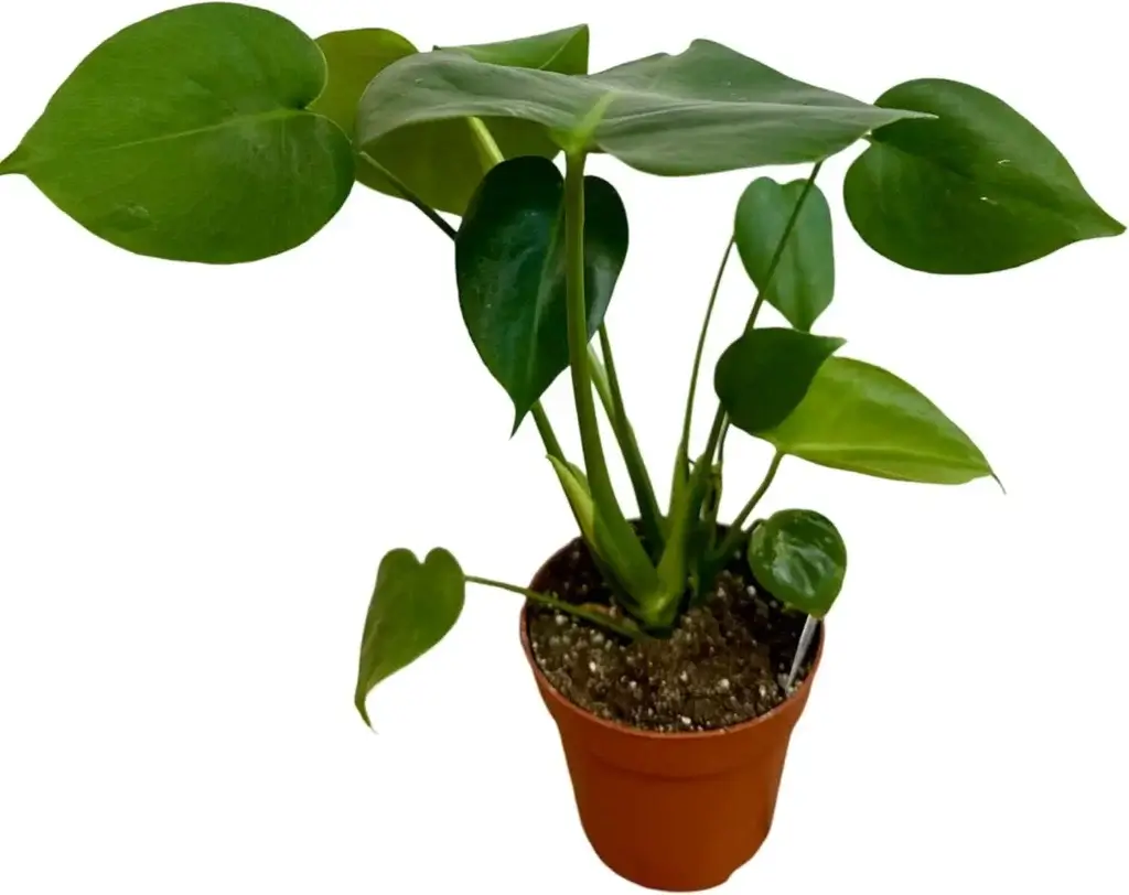 Monstera deliciosa