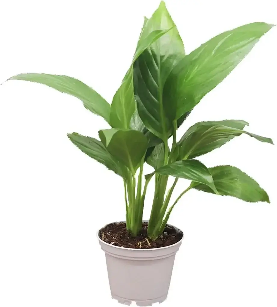 Peace Lily (Spathiphyllum)