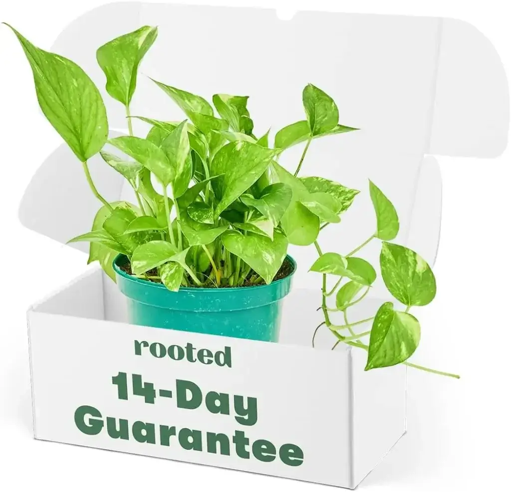 Pothos (Epipremnum aureum)