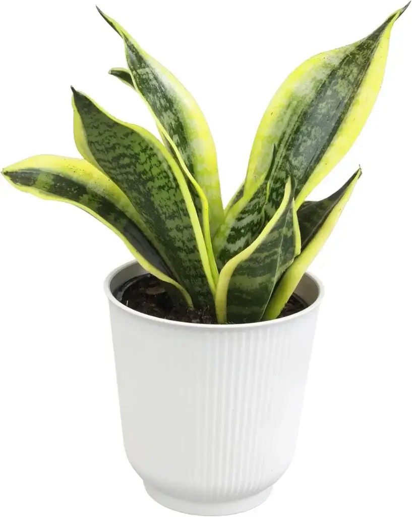 Snake Plant