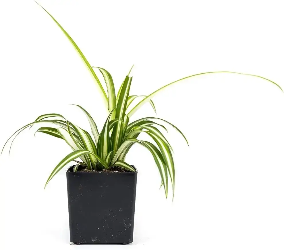 Spider Plant (Chlorophytum comosum)